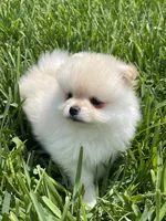 Ty, a male Pomeranian for sale in Wauchula, FL – Photo 8 of 10