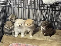 Ty, a male Pomeranian for sale in Wauchula, FL – Photo 4 of 10