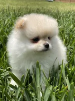 Ty, a male Pomeranian for sale in Wauchula, FL – Photo 5 of 10