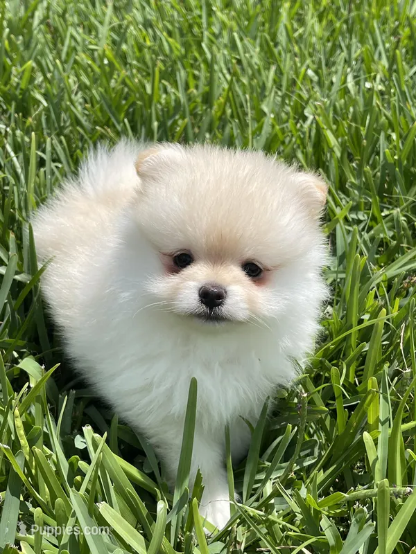 Ty, a male Pomeranian for sale in Wauchula, FL – Photo 1 of 10