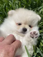 Ty, a male Pomeranian for sale in Wauchula, FL – Photo 3 of 10