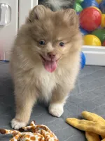 Westley (Rare merle color), a male Pomeranian for sale in Wauchula, FL – 5 of 10