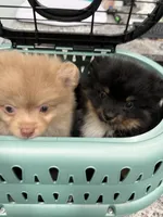 Walter , a male Pomeranian for sale in Wauchula, FL – 9 of 10