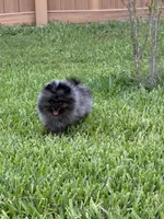 Sammy, a male Pomeranian for sale in Wauchula, FL – 3 of 10