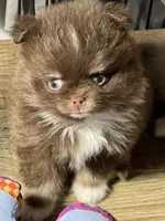 Coco, a male Pomeranian for sale in Wauchula, FL – Photo 4 of 8