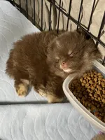 Coco, a male Pomeranian for sale in Wauchula, FL – Photo 5 of 8