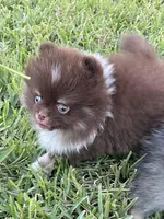 Coco, a male Pomeranian for sale in Wauchula, FL – Photo 6 of 8