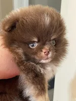 Coco, a male Pomeranian for sale in Wauchula, FL – Photo 1 of 8