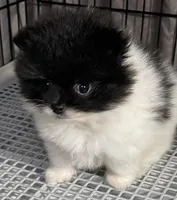 Tiny, a male Pomeranian for sale in Wauchula, FL – Photo 7 of 10