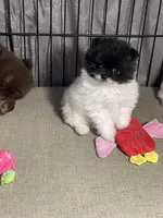 Tiny, a male Pomeranian for sale in Wauchula, FL – Photo 5 of 10