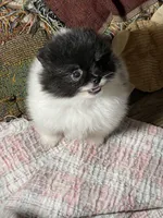 Tiny, a male Pomeranian for sale in Wauchula, FL – Photo 10 of 10