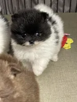 Tiny, a male Pomeranian for sale in Wauchula, FL – Photo 2 of 10