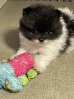 Tiny, a male Pomeranian for sale in Wauchula, FL – Photo 8 of 10