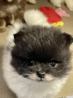 Tiny, a male Pomeranian for sale in Wauchula, FL – Photo 1 of 10