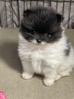 Tiny, a male Pomeranian for sale in Wauchula, FL – Photo 4 of 10