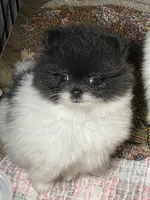 Tiny, a male Pomeranian for sale in Wauchula, FL – Photo 6 of 10