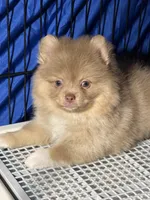 Danny, a male Pomeranian for sale in Wauchula, FL – 5 of 10