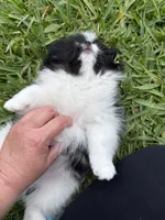 Archie , a male Pomeranian for sale in Wauchula, FL – 10 of 10