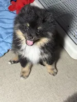 Walter , a male Pomeranian for sale in Wauchula, FL – 10 of 10
