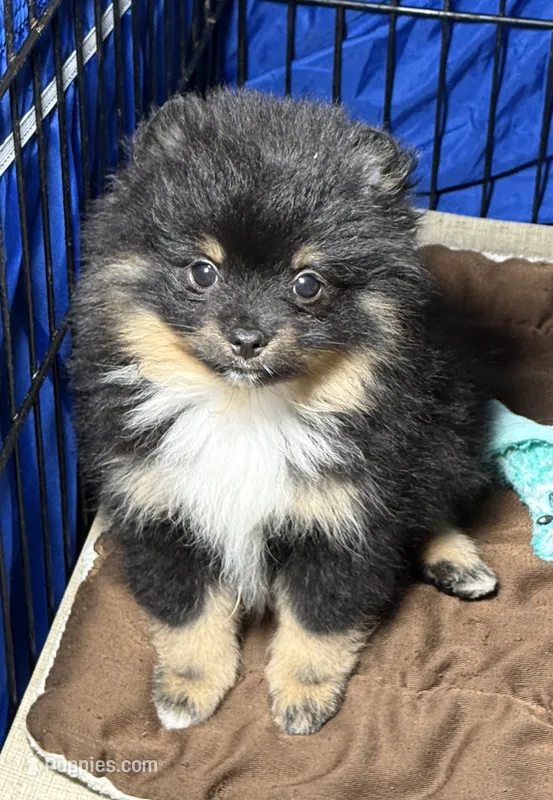 Blk/tan  – Pomeranian puppy for sale in Wauchula, FL