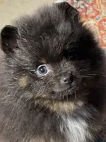 Paisley, a female Pomeranian for sale in Wauchula, FL – 5 of 10
