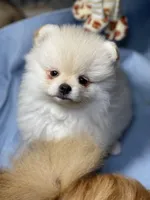 Sammy, a male Pomeranian for sale in Wauchula, FL – Photo 2 of 10