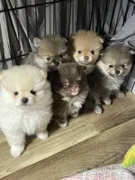 Sammy, a male Pomeranian for sale in Wauchula, FL – Photo 5 of 10