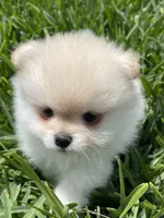 Sammy, a male Pomeranian for sale in Wauchula, FL – Photo 1 of 10