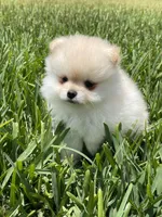 Sammy, a male Pomeranian for sale in Wauchula, FL – Photo 7 of 10