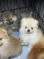 Sammy, a male Pomeranian for sale in Wauchula, FL – Photo 8 of 10