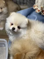 Sammy, a male Pomeranian for sale in Wauchula, FL – Photo 3 of 10