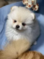 Sammy, a male Pomeranian for sale in Wauchula, FL – Photo 9 of 10