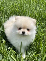Sammy, a male Pomeranian for sale in Wauchula, FL – Photo 10 of 10