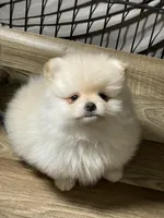 Sammy, a male Pomeranian for sale in Wauchula, FL – Photo 4 of 10