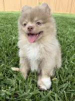 Westley, a male Pomeranian for sale in Wauchula, FL – 6 of 10