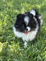 Archie , a male Pomeranian for sale in Wauchula, FL – 7 of 10