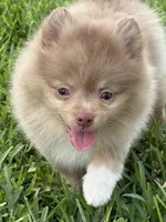 Westley, a male Pomeranian for sale in Wauchula, FL – 10 of 10