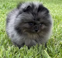 Sammy, a male Pomeranian for sale in Wauchula, FL – 6 of 10