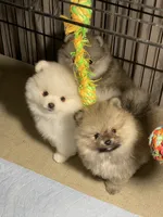 Binki, a male Pomeranian for sale in Wauchula, FL – Photo 2 of 2