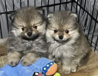 Bella, a female Pomeranian for sale in Wauchula, FL – Photo 1 of 7