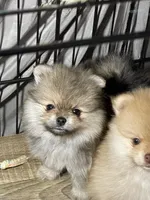 Bella, a female Pomeranian for sale in Wauchula, FL – Photo 5 of 7