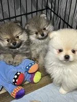 Bella, a female Pomeranian for sale in Wauchula, FL – Photo 3 of 7