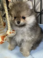 Bella, a female Pomeranian for sale in Wauchula, FL – Photo 2 of 7