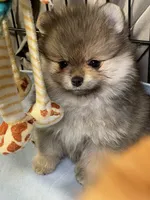 Bella, a female Pomeranian for sale in Wauchula, FL – Photo 6 of 7