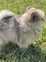 Teddy, a male Pomeranian for sale in Wauchula, FL – Photo 5 of 10