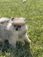 Teddy, a male Pomeranian for sale in Wauchula, FL – Photo 8 of 10