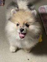 Teddy, a male Pomeranian for sale in Wauchula, FL – Photo 1 of 10