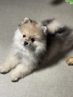 Teddy, a male Pomeranian for sale in Wauchula, FL – Photo 4 of 10