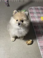 Teddy, a male Pomeranian for sale in Wauchula, FL – Photo 9 of 10