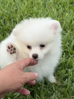 Snowy, a male Pomeranian for sale in Wauchula, FL – 10 of 10